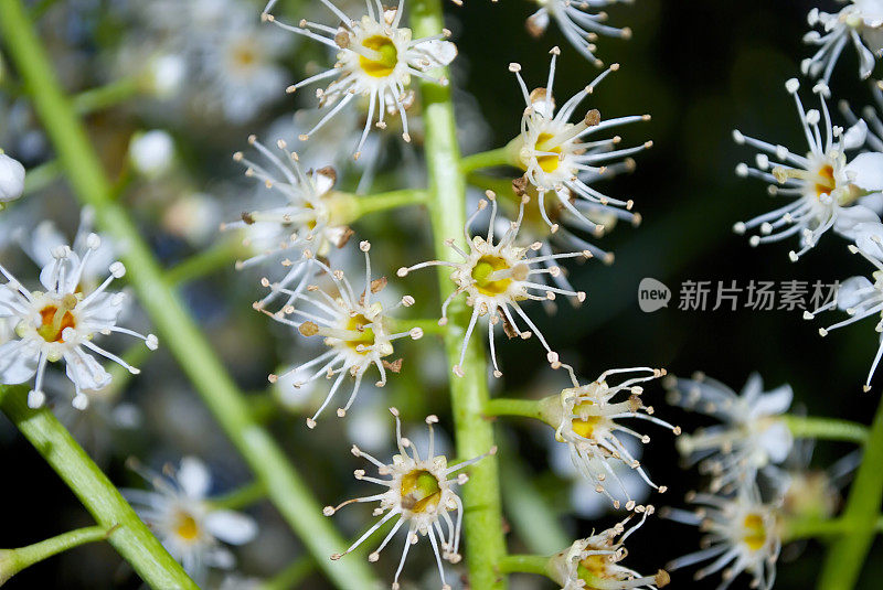 Weinmannia racemosa，俗称Kāmahi